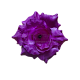 Г0101 Голова розы "Мадлен" d=16см (по 50)