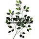 В2095 Ветка фикуса с белой кромкой по листьям 62 см по 12