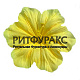 Г0147 Клематис Тако (цветок ритуальный) 10см (100)