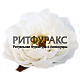 Г11592 Голова крупного пиона "Граф"d=14 см (по 10)
