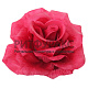 Г9364 Роза "Юлия"d=14см (по 30) Г9364 Роза "Юлия"d=14см (по 30)