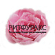 Г11580 Голова пиона "Казанова" d=10 см (по 20 )