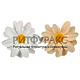 Г1154 Ромашка крупнолистовая 2сл 12см